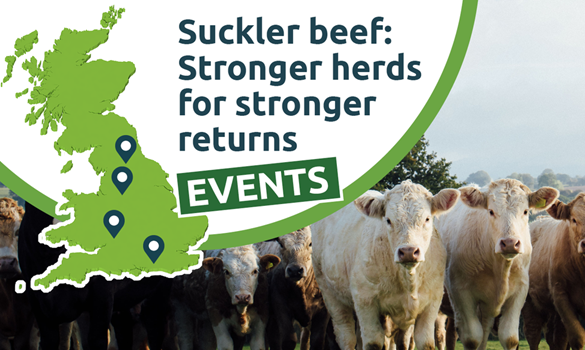 Herd of cows with map of locations.